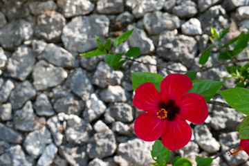 Single Red Hibiscus Flower with green leaves over stone wall background