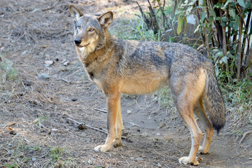 Naklejka na ściany i meble Large Red Wolf (Canis rufus)