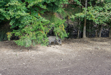 A wild pig runs near the forest to the wild.