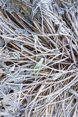 Ice crystals on leaves and grasses, frosted ground, cold winter day