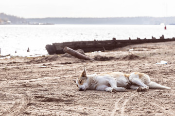 brown-white dog by the river, beach, autumn portrait
