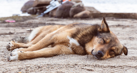 brown dog lies on the river, beach, autumn portrait