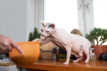Hairless Sphynx Cat begging for treats raising paw to reach bowl with dry food held by pet owner in...