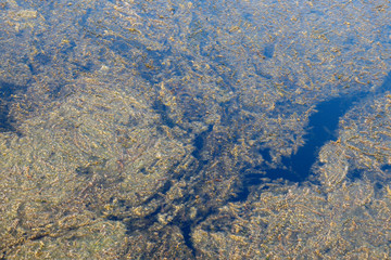 Algae bloom in a freshwater lake.