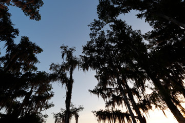 Cypress trees draped with Spanish Moss at sunrise Lake Henderson, Inverness, FL