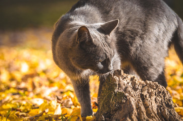 Cat sniffing a stump on an orange autumn background