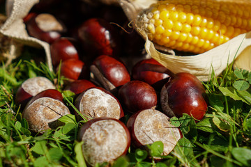 Chestnuts roll out of a jute sack next to a corncob