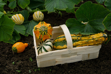 colorful pumpkins in a basket after harvest