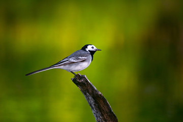 Cute wagtail posing for side portrait on a branch on green background.