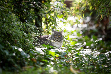 young blue tabby maine coon cat outdoors in nature surrounded by plants and leaves looking at camera in sunlight