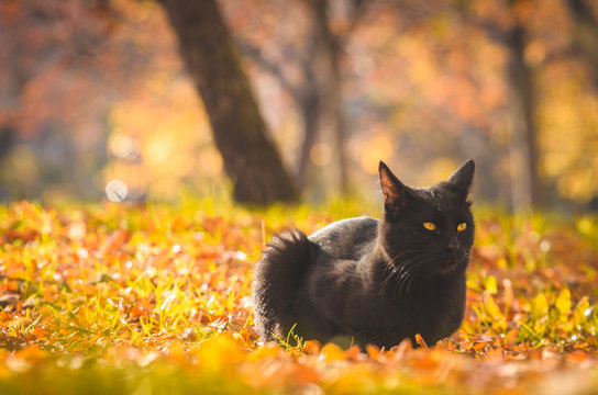Kind black cat in an old antique autumn photo