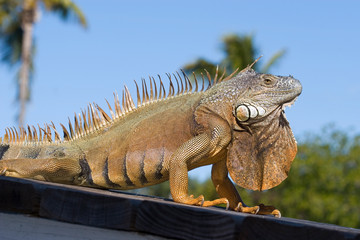 Iguana