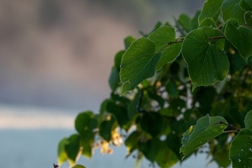 Calming picture of green leaves on simple background.