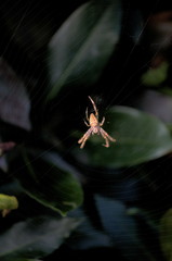 Close-up of a spider weaving its web in a green garden	