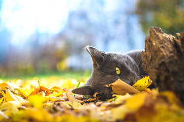 Gray cat half lies in the foliage, bright background
