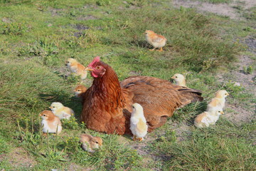 Mother hen with her baby chicks on the grass