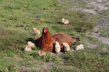 Mother hen with her baby chicks on the grass