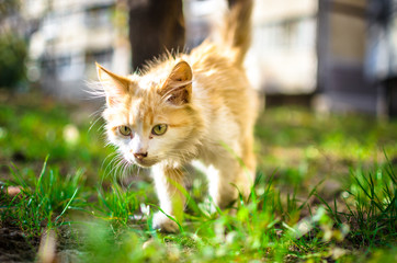 Little long-haired kitten is walking a bright photo