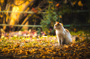 Cat with an edge on an autumn background © FellowNeko