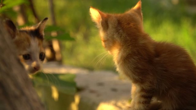 Tiny ginger and multicolored kittens are sitting on the garden wall and looking for help in slow motion