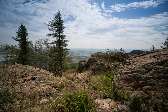 tree in the mountains