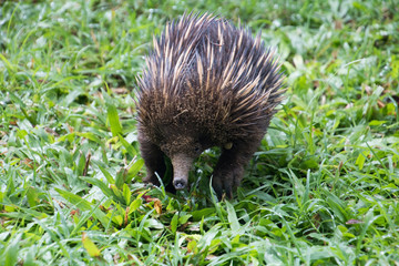 An Echidna foraging