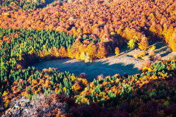 Fototapeta na wymiar aerial view of heart shaped autumn forest and green firs - save our planet against global warming