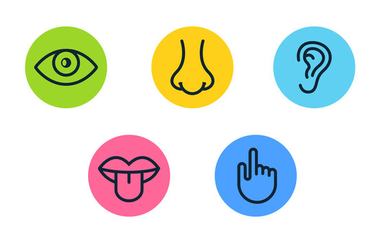 Five human senses vision eye, smell nose, hearing ear, touch hand, taste mouth and tongue. Line vector icons set