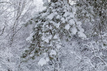 tree in snow