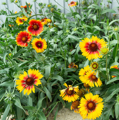 Flowerbed with orange colour on background green sheet