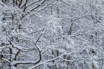 tree in snow