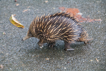 An Echidna foraging