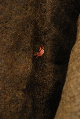 Tayrona