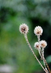 Seed heads or combs of small teasel (Dipsacus pilosus)
