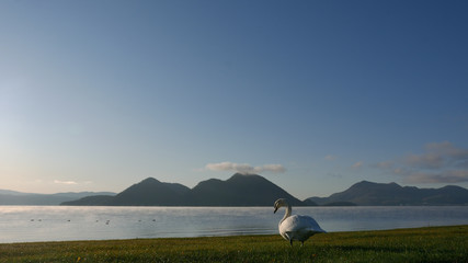 朝の湖と白鳥