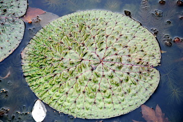 Close up of a floating leaf of prickly waterlily or fox nut or gorgon nut or makhana (Euryale ferox) with its quilted texture and covered in sharp prickles, Hortus Botanicus Amsterdam