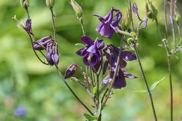 Dark purple flowers irises detail