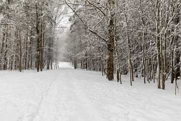 winter landscape