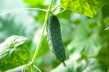 Cucumber hanging on tops with leaves on bed