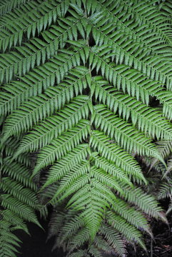 Close up of a large dark green leaf of soft tree fern or man fern (Dicksonia antarctica), native to eastern Australia
