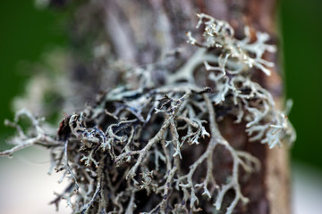 mooslava, mossa macro sweden