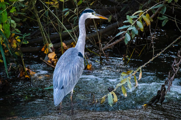 Heron on the water