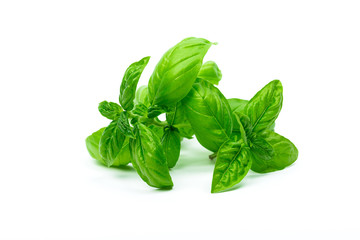 Original Italian fresh basil isolated on a white background