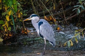 great blue heron