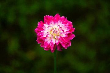 Obraz premium dahlia