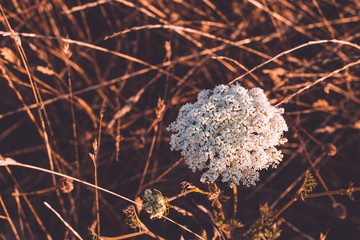 White flower at sunset in the golden hour