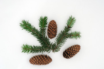 Fototapeta na wymiar pine cone and cone on white background