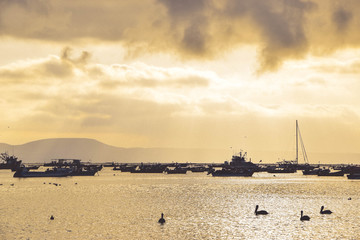 Pelicans in the bay at sunset