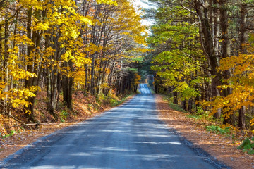 road through an autumn forest