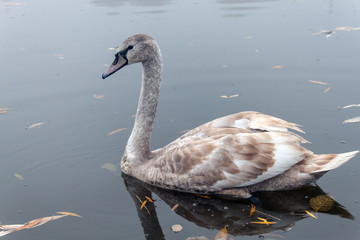 beautiful swan on a lake in the fog